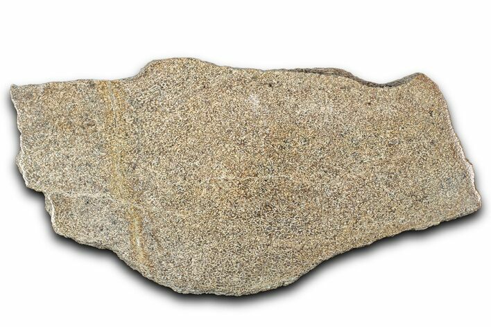 Polished Dinosaur Bone (Gembone) Slab - Morocco #349640